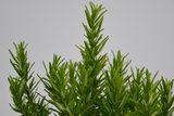 Rosmarinus officinalis 'Tuscan Blue'