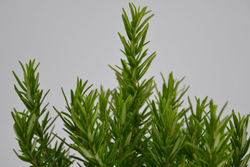 Rosmarinus officinalis 'Tuscan Blue'