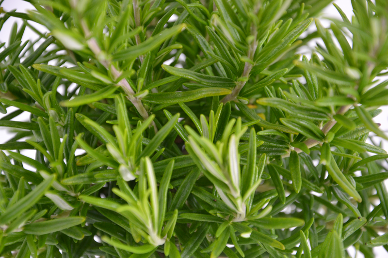 Rosmarinus officinalis 'Tuscan Blue'