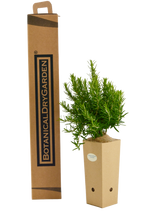 Rosmarinus officinalis 'Tuscan Blue'