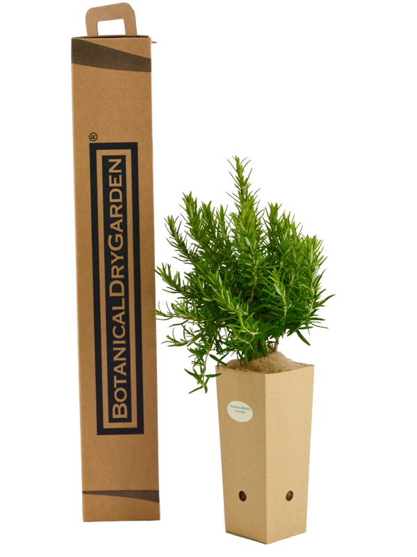 Rosmarinus officinalis 'Tuscan Blue'