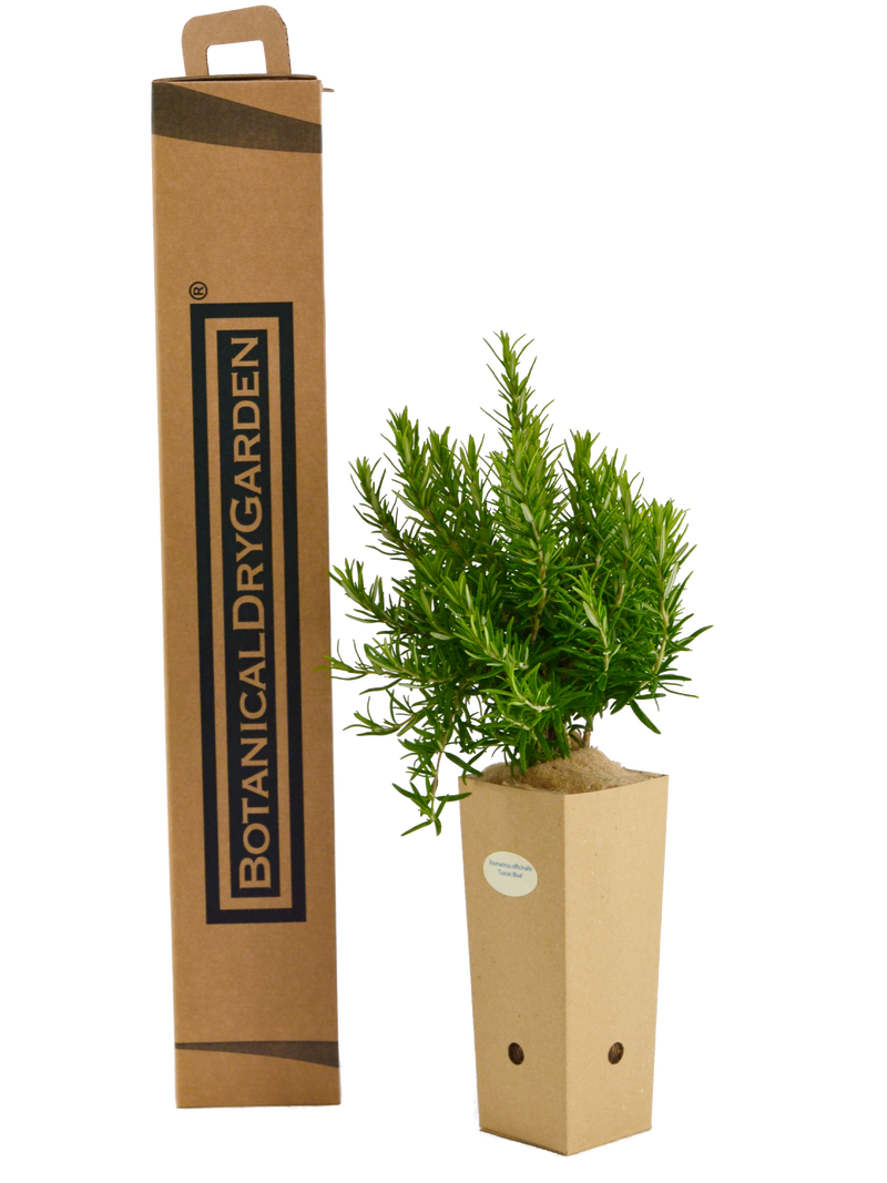 Rosmarinus officinalis 'Tuscan Blue'