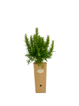 Rosmarinus officinalis 'Tuscan Blue'