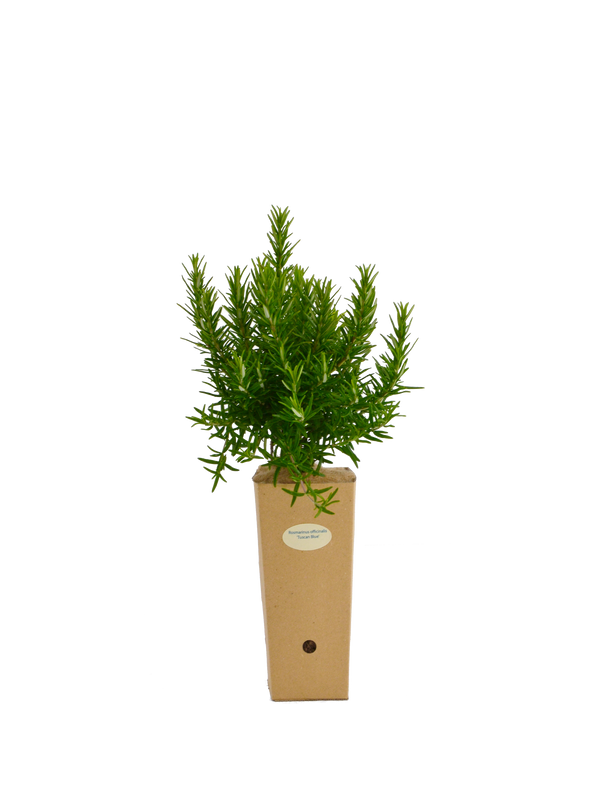 Rosmarinus officinalis 'Tuscan Blue'