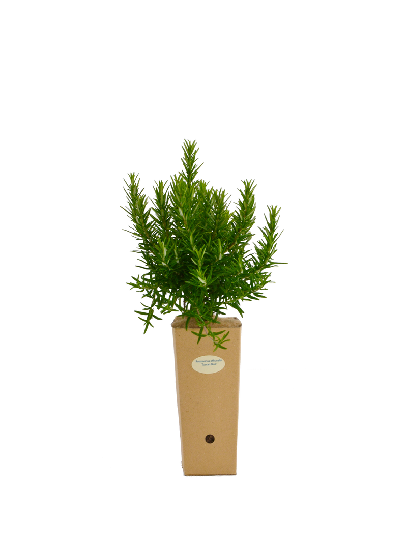 Rosmarinus officinalis 'Tuscan Blue'