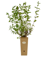 Salvia greggii