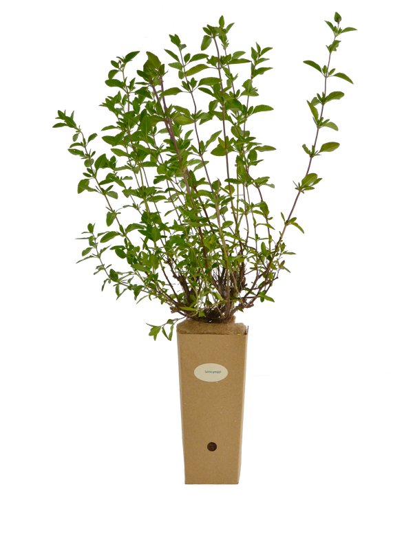 Salvia greggii