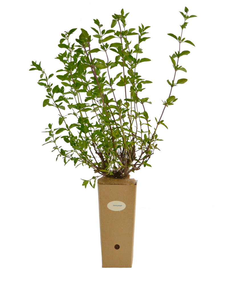 Salvia greggii