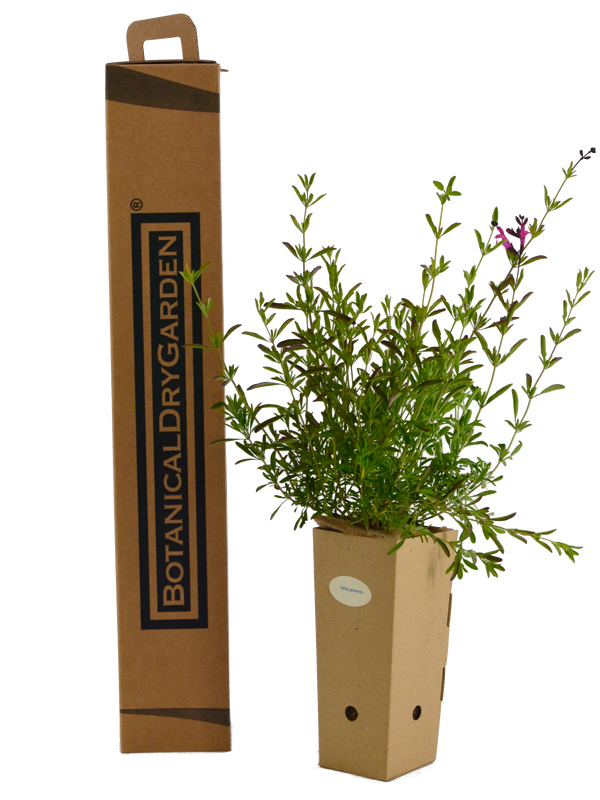 Salvia x jamensis