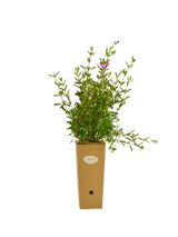 Salvia x jamensis