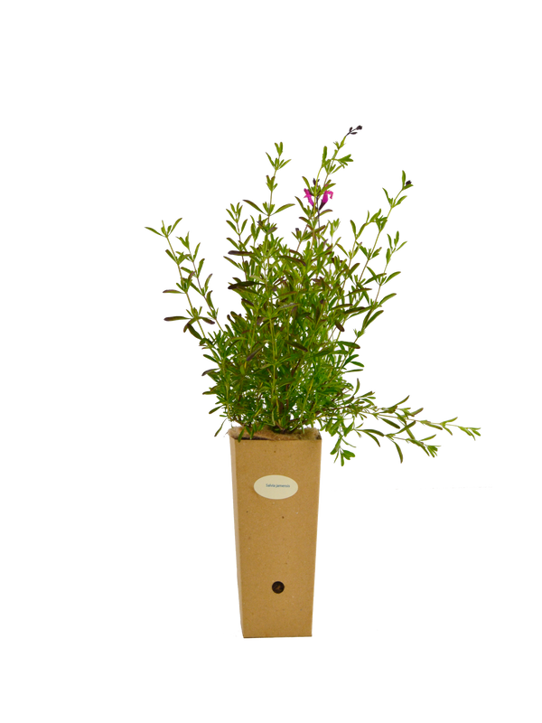 Salvia x jamensis