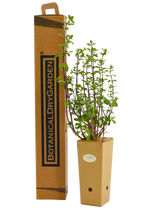 Salvia microphylla ‘Huntington’