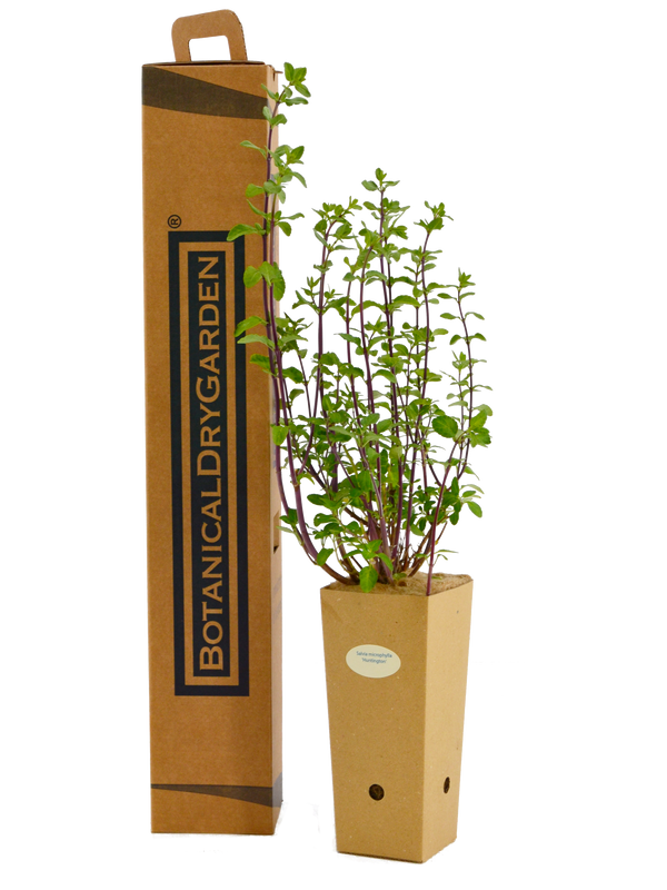 Salvia microphylla ‘Huntington’