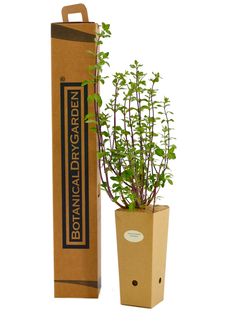 Salvia microphylla ‘Huntington’