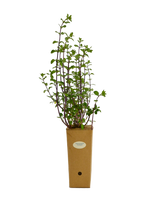 Salvia microphylla ‘Huntington’