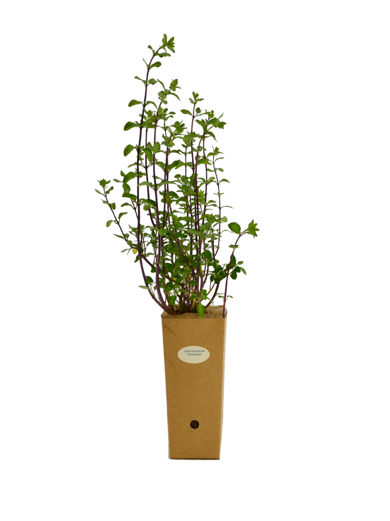 Salvia microphylla ‘Huntington’