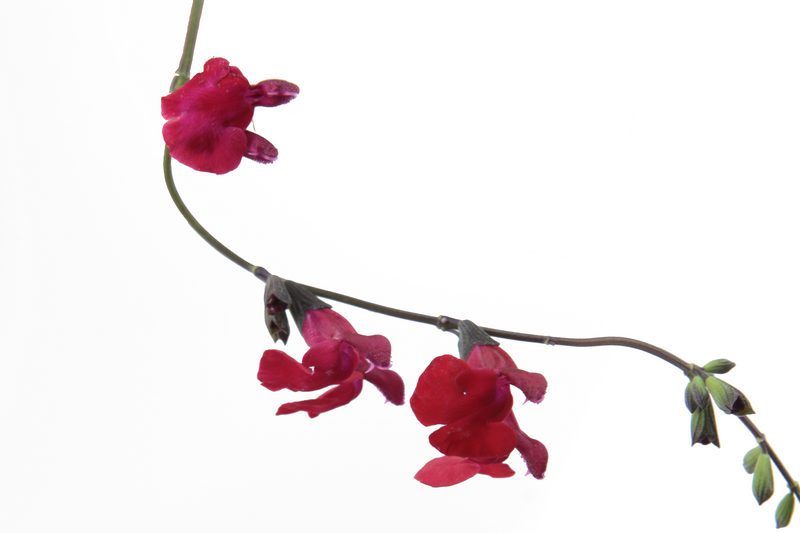 Dettaglio di una pianta di Salvia microphylla 'Royal Bumble'
