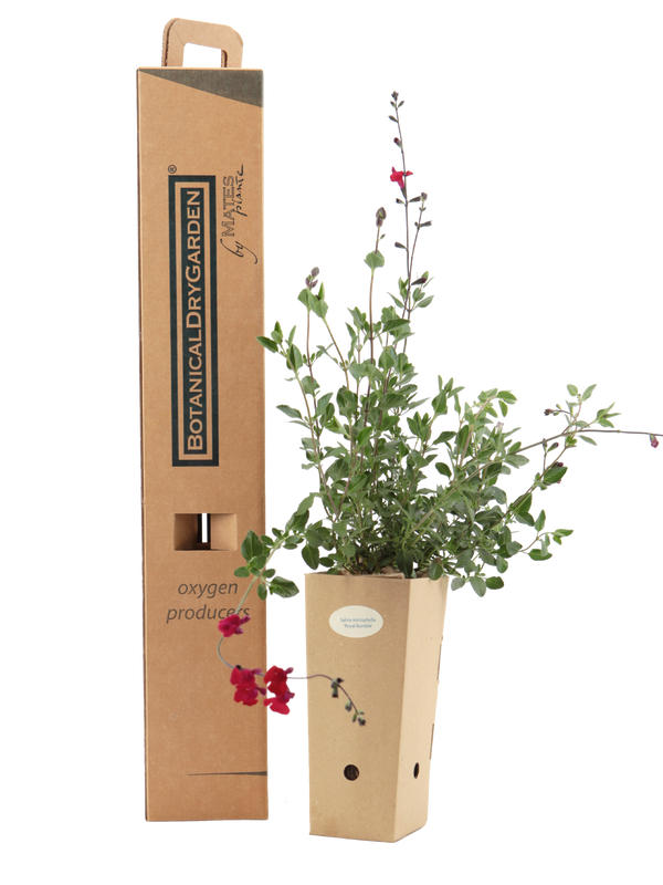 Pianta di Salvia microphylla 'Royal Bumble' in vaso di cartone 9x9x20 con scatola BotanicalDryGarden