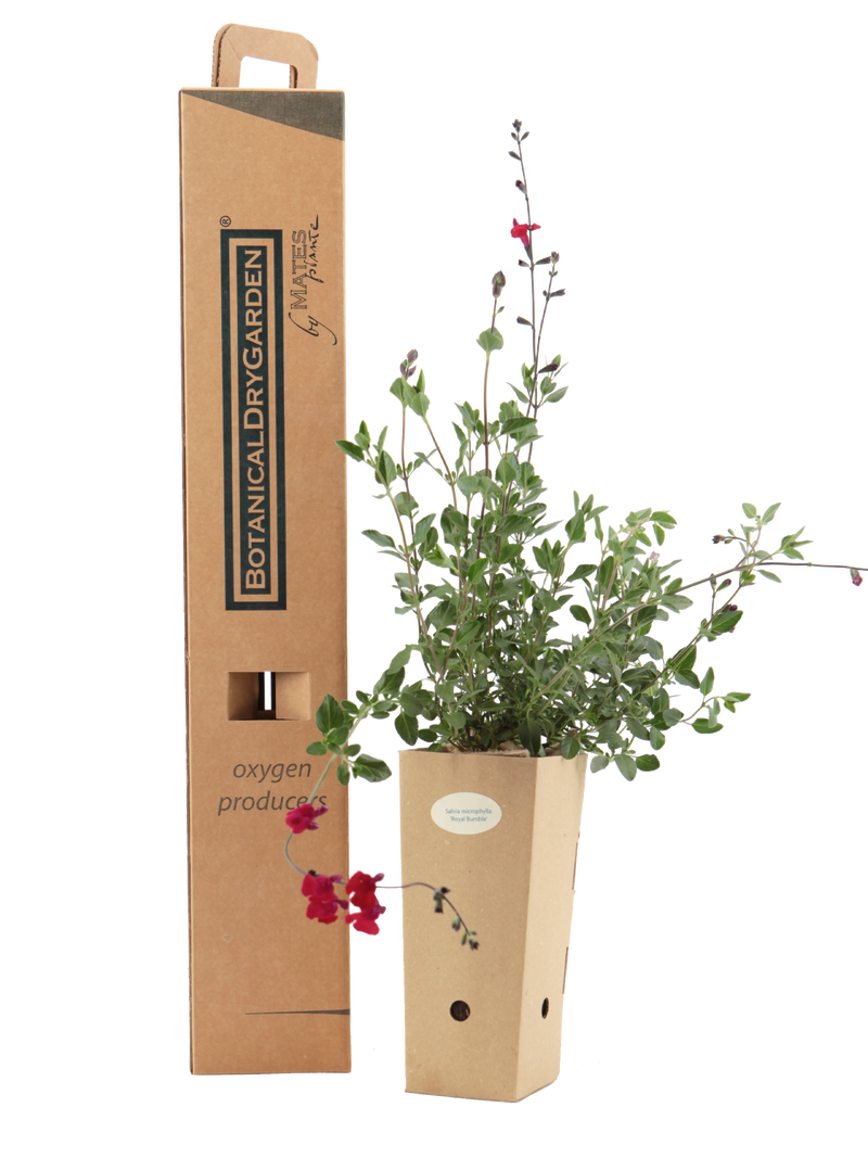 Pianta di Salvia microphylla 'Royal Bumble' in vaso di cartone 9x9x20 con scatola BotanicalDryGarden