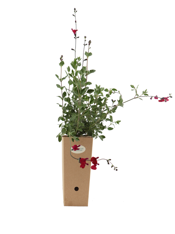 Pianta di Salvia microphylla 'Royal Bumble' in vaso di cartone 9x9x20