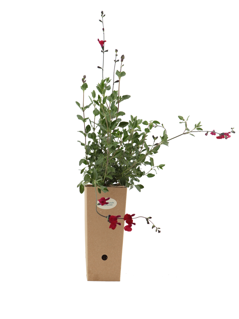Pianta di Salvia microphylla 'Royal Bumble' in vaso di cartone 9x9x20