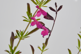 Salvia x jamensis