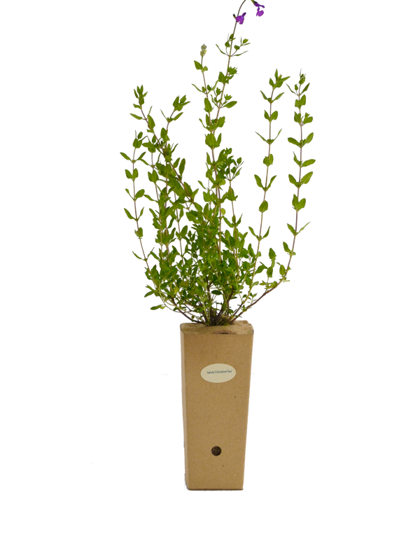 Salvia ‘Christine Yeo’