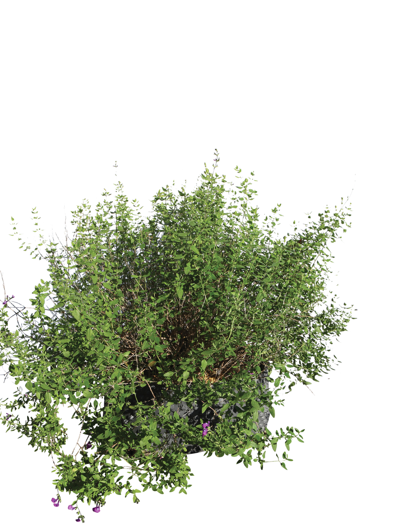 Pianta di Salvia ‘Christine Yeo’ in vaso R50