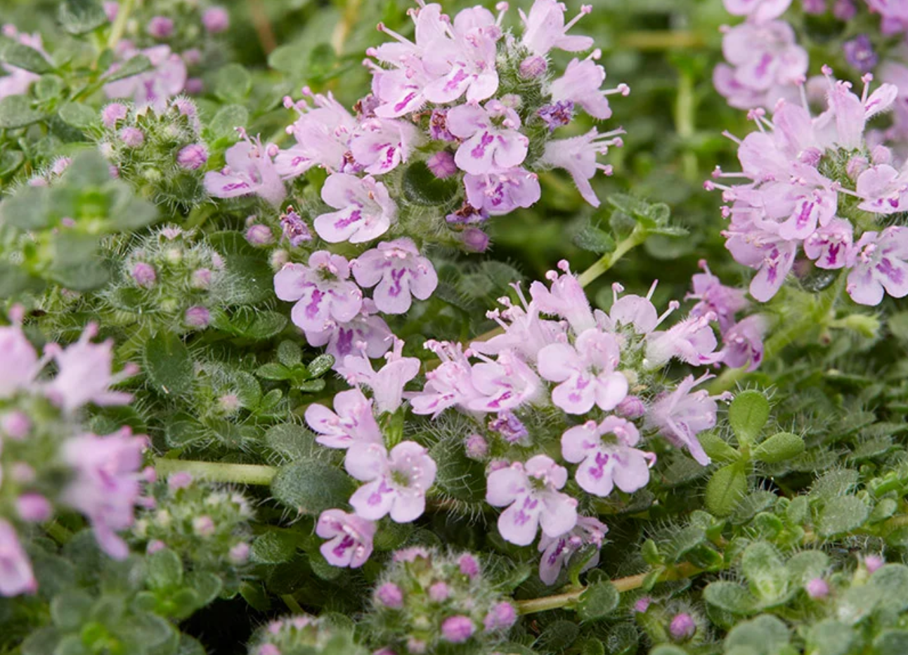 Thymus serpyllum 'Elfin' prairie