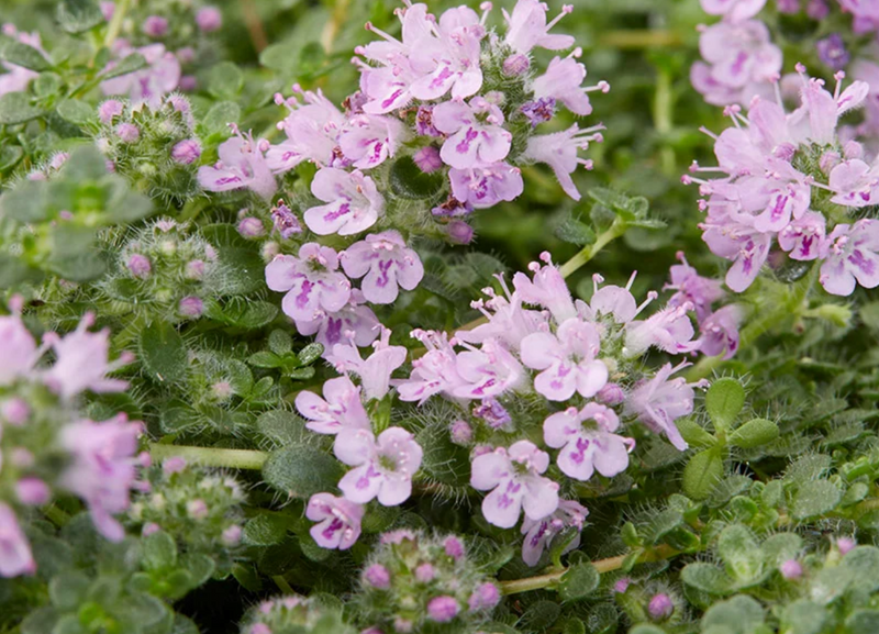 Césped de Thymus serpyllum 'Elfin'