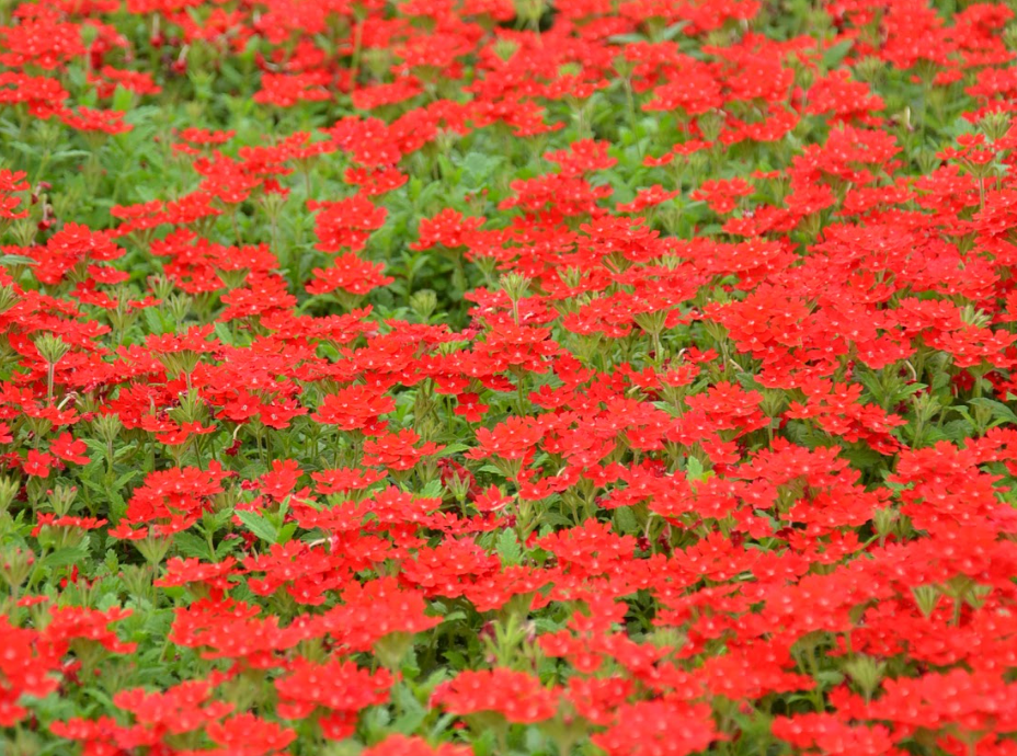 Prato di Verbena peruviana