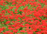 Césped de verbena peruviana