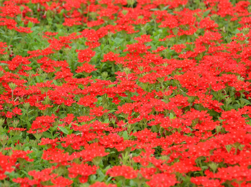 Césped de verbena peruviana