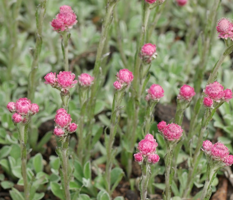 Prato di Antennaria dioica 'Rubra'