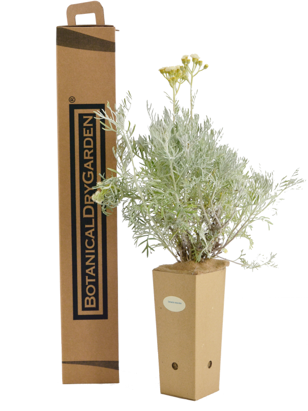 Senecio vira vira