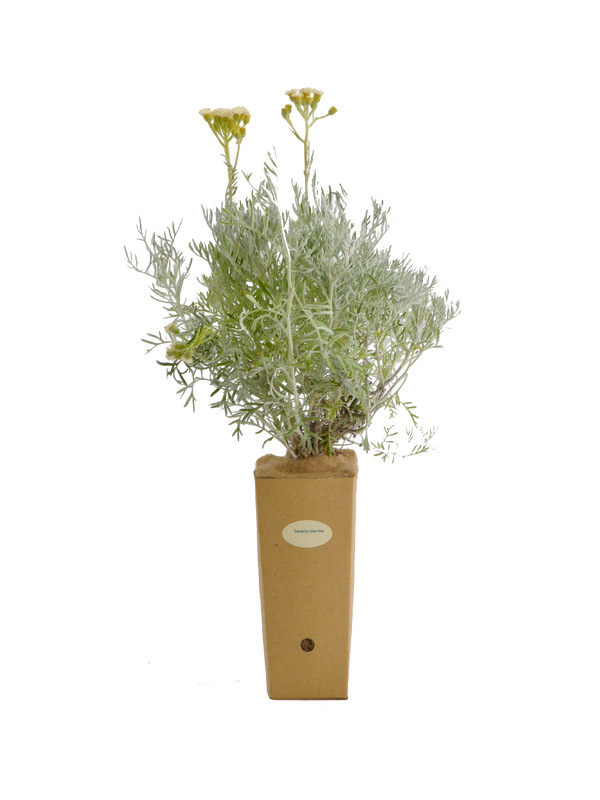 Senecio vira vira