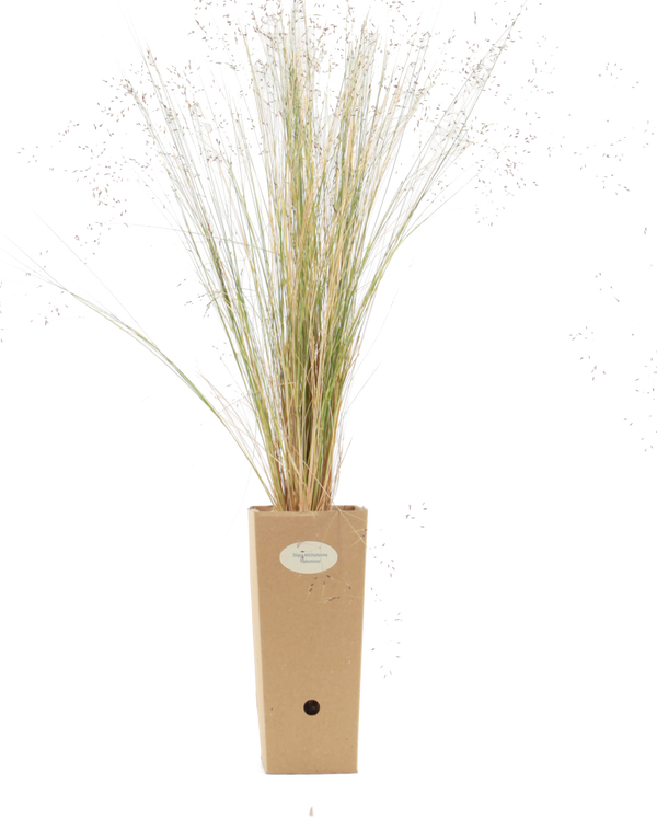 Pianta di Stipa trichotoma 'Palomino' in vaso di cartone 9x9x20
