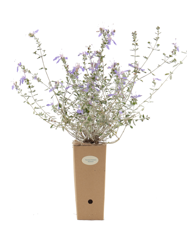 Pianta di Teucrium fruticans 'Azureum' in vaso di cartone 9x9x20
