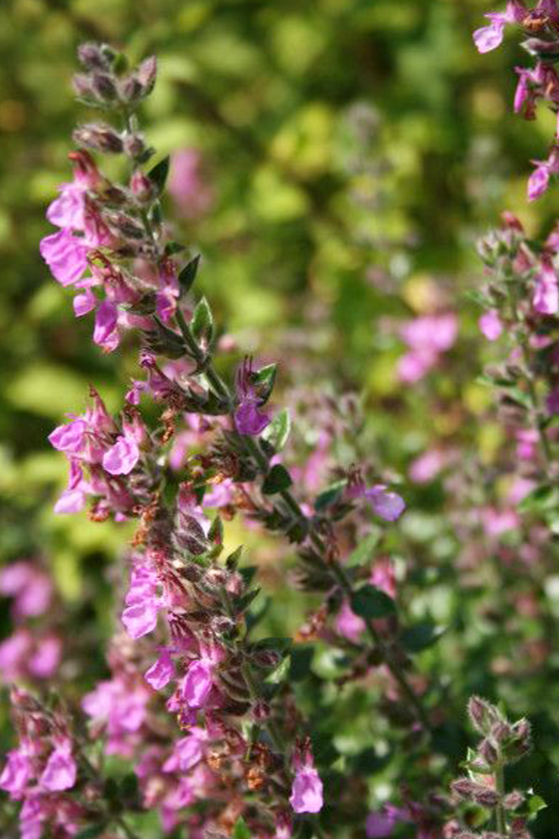 Teucrium flavum 'Grandiflorum'