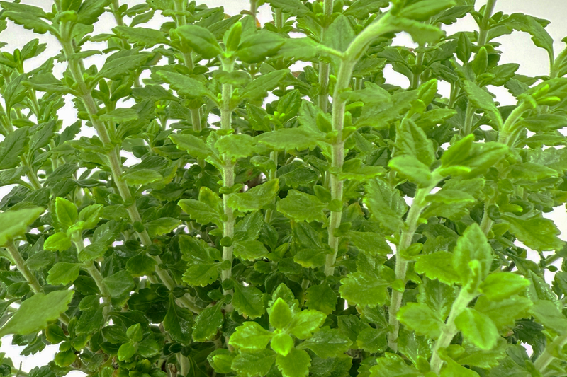 Teucrium flavum 'Grandiflorum'
