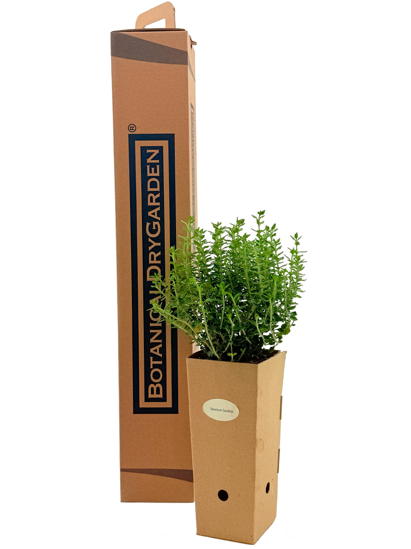 Teucrium flavum 'Grandiflorum'