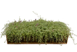 Prato di Thymus ciliatus