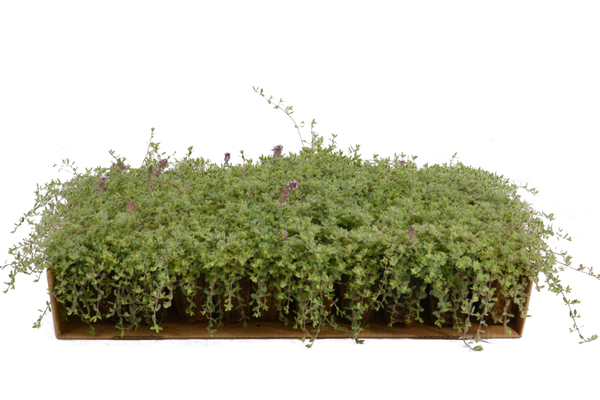 Prato di Thymus ciliatus