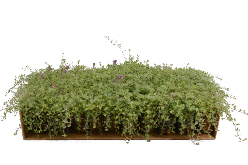 Prato di Thymus ciliatus