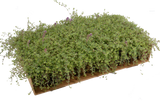 Prato di Thymus ciliatus
