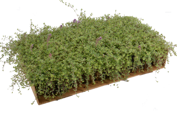 Prato di Thymus ciliatus