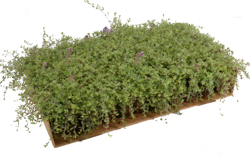 Prato di Thymus ciliatus