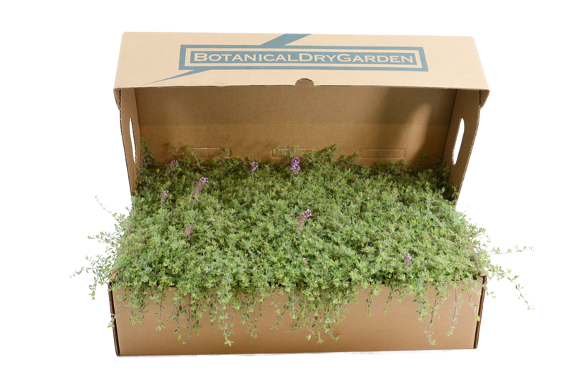 Prato di Thymus ciliatus