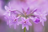 Dettaglio di una pianta di Tulbaghia violacea