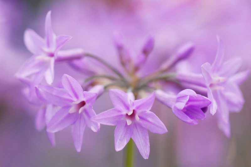 Dettaglio di una pianta di Tulbaghia violacea